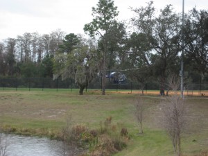 Trama Hawk landing in the baseball fields. Courtesy of Tim Arnold.