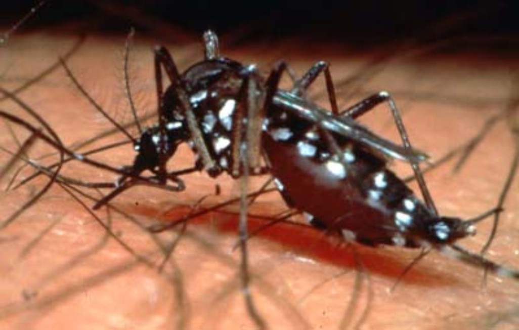 Dengue Fever Strikes Man, 19, Near UCF