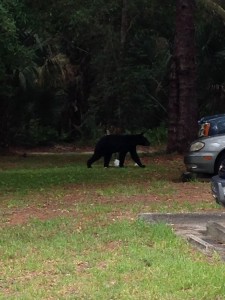 Bear moves towards the vehicle. 