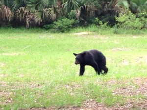 Bear makes its way out of the woods. 