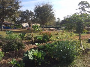 UCF Creative School for Children new garden area flourishes.