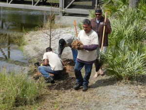  Numerous University of Central Florida students and staff celebrate UCF's Arbor Day on March 17 by planting native trees at the pond near Garage H. Students also engaged in learning through a walking tree tour around campus and a nature trail at Lake Claire.  