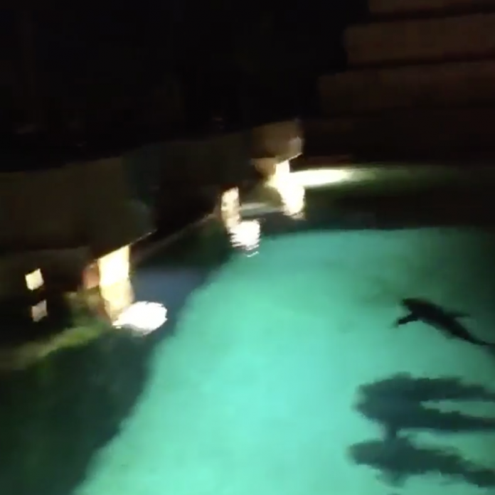 UCF student jumps into sharkfilled pool during spring break trip