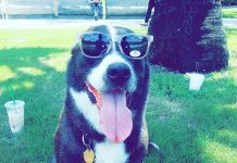 UCF community bands together to help fellow Knight and his pup re-uKnight